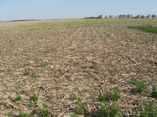 Property photo 4 - 172 Acres Offered in 3 Tracts - Prime Farmland